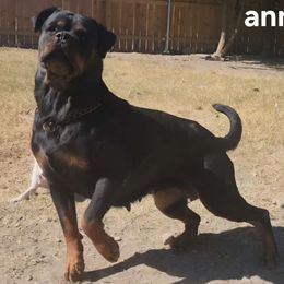 Annabelle - Rottweiler