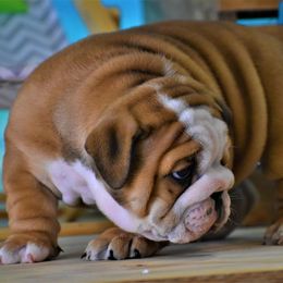 Bulldog Puppies from Dampier Bulldogs Mo