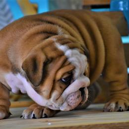 Bulldog Puppies from Dampier Bulldogs Mo