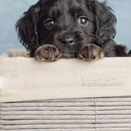 Cockapoo Puppies from Eden Dog