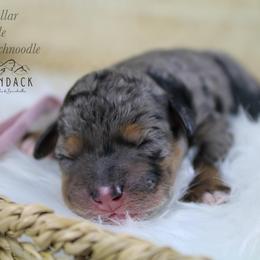 Pink collar - Merle female Schnoodle puppy in Plattsburgh, New York from Adirondack Poodles Goldendoodles,Bernedoodles & Schnoodles