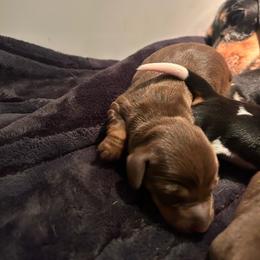 Mabel - Chocolate and tan female Dachshund puppy in Smyrna, Tennessee from Dapper Doxie’s Select
