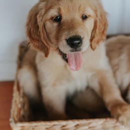 Golden Retriever Puppies from Morgan’s Heart of Gold Retrievers