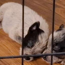 Frodo (AKC) Runt - Blue male Australian Cattle Dog puppy in Marana, Arizona from Impact 3rd Australian Cattle Dogs