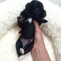Black boy - Black male Miniature Schnauzer puppy in Kannapolis, North Carolina from Schnauzer Affinity