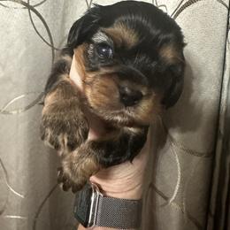 Beast (Adam) - Black and tan male Cavapoo puppy in Modesto, California from Molly n Friends