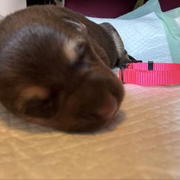 Girl 4 hot pink collar - Liver female German Shepherd puppy in Newsoms, Virginia from A Tier Above Shepherds