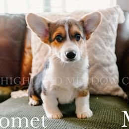 Comet - Black and tan male Pembroke Welsh Corgi puppy in Bend, Oregon from Highland Meadow Corgis