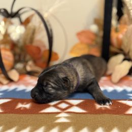 Purple - Sable female German Shepherd puppy in Columbus, Georgia from Blue Phoenix Shepherds