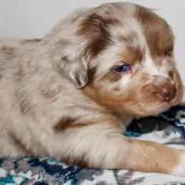 Duke - Red merle male Australian Shepherd puppy in Iota, Louisiana from C'est Bon Aussies Australian Shepherds