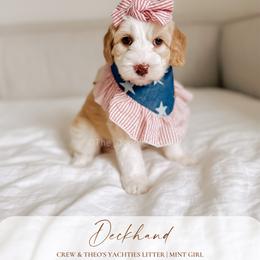 Deckhand - Yachties - Caramel female Australian Labradoodle puppy in Syracuse, Indiana from The Doodle Cove