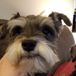 Taz - Miniature Schnauzer