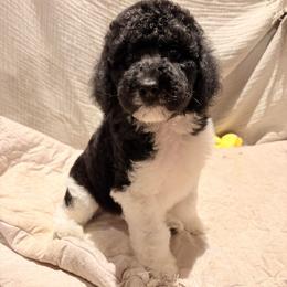 Rafiki - Parti male Poodle puppy in Troy, New Hampshire from SP Standard Poodles