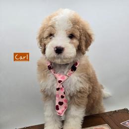 Carl - Red male Bernedoodle puppy in Neillsville, Wisconsin from Granton Creek