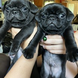 Pugs from Pack of Pugs