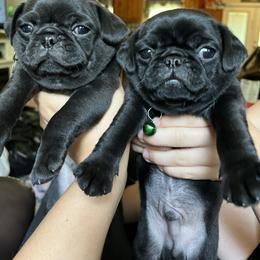 Pugs from Pack of Pugs