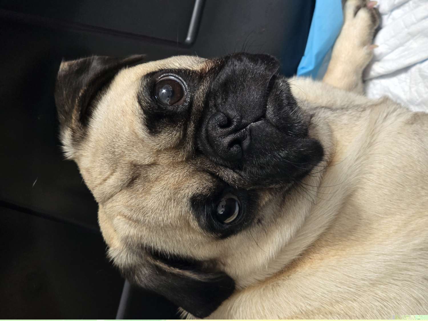 Daisy - Pug