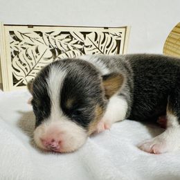 Bluie boy - Gray and white male American Corgi puppy in Scottown, Ohio from Wyndy Ridge Corgis