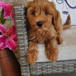 Goldendoodle Puppies from Crazy Cute Kennels
