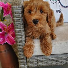 Goldendoodle Puppies from Crazy Cute Kennels
