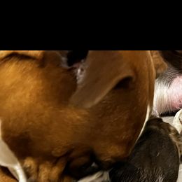 Boxer, Dalmatian, and Rottweiler Puppies from Poconopaws