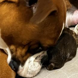 Boxer, Dalmatian, and Rottweiler Puppies from Poconopaws