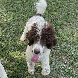 Poodles from Mcinteer Poodles