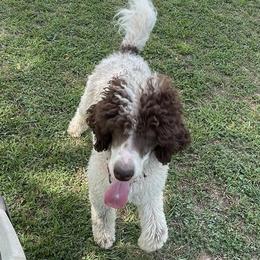 Poodles from Mcinteer Poodles