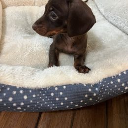 Dachshund Puppies from Cadie Bounds