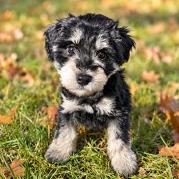 Phantom - Black and white male Schnoodle puppy in Spotsylvania, Virginia from Sweet Honey Poodles of Virginia