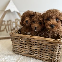 Maltipoo Puppies from Puppyzenn