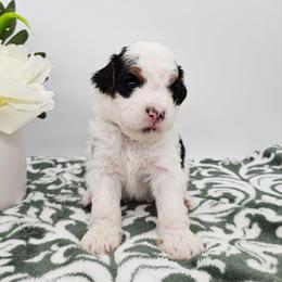 Bluey - Tri-color female Bernedoodle puppy in Granton, Wisconsin from Rose River Farms