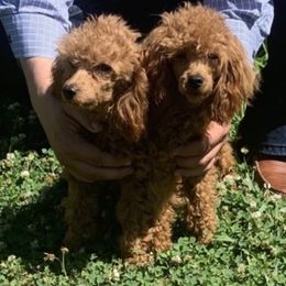 Companion Crosses, Maltese, Maltipoos, and Poodles from GlamPaw Maltipoos