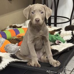 Ozzy - Chocolate male Labrador Retriever puppy in Tigard, Oregon from Morrison Labrador Retreivers