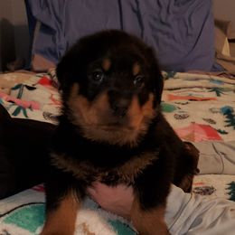 Rottweiler Puppies from vom Helligkeit