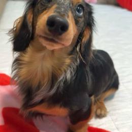 Ace - Dachshund
