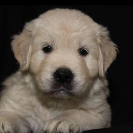 Toadette - Light golden female Golden Retriever puppy in Auora, Colorado from Grace Skye Goldens