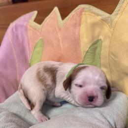 Green Girl - Blenheim female Cavalier King Charles Spaniel puppy in Smiths, Alabama from K&K Kennels