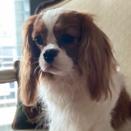 Molly - Cavalier King Charles Spaniel