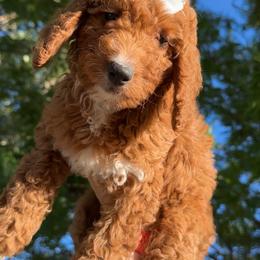 Assorted Doodle Crosses, Goldendoodle, Labradoodle, and Poodle Puppies from Ruff Country Doodles