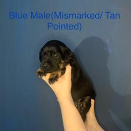 Labrador Retriever Puppies from Shadows Lovely Kennel