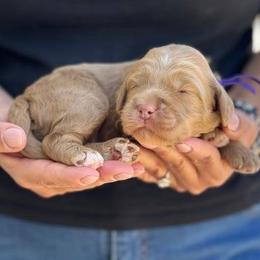 Floral - Caramel female Australian Labradoodle puppy in Morgan Hill, California from Loving Labradoodles