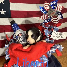 Miniature Australian Shepherd Puppies from Bee Positive Mini Aussies 🐝