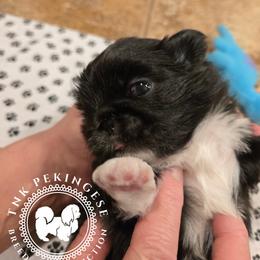 Girl 1 - Black female Pekingese puppy in Berwick, Pennsylvania from TnK Pekingese