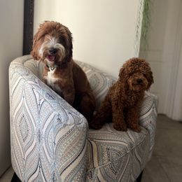 American Bully and Australian Labradoodle All Grown Up from Poodles and Labradoodles breeder