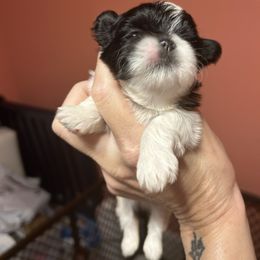 Boy 2 - Black and white male Shih Tzu puppy in Dallas, Texas from Almost Heaven Shih Tzu
