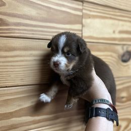 Girl Puppy 2 - Red tri-color female Miniature American Shepherd puppy in Winterhaven, Florida from Mini Aussie Florida
