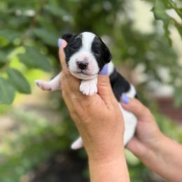Hudson - Black and white male Bernedoodle puppy in Russellville, Arkansas from Crossgate Doodles