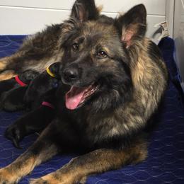 Selah - German Shepherd