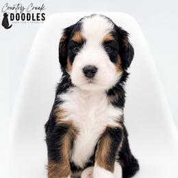 Joshua - Tri-color male Bernedoodle puppy in Tipton, Indiana from Country Creek Doodles